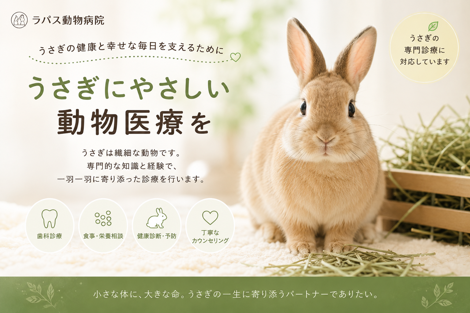 ウサギの動物病院｜札幌・北広島・厚別区・新札幌｜不正咬合・子宮疾患
