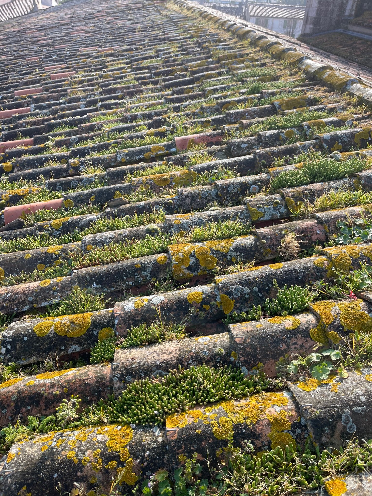 Nettoyage, remaniement et démoussage de l’église — Saint-Martin-de-Ré — photo 5
