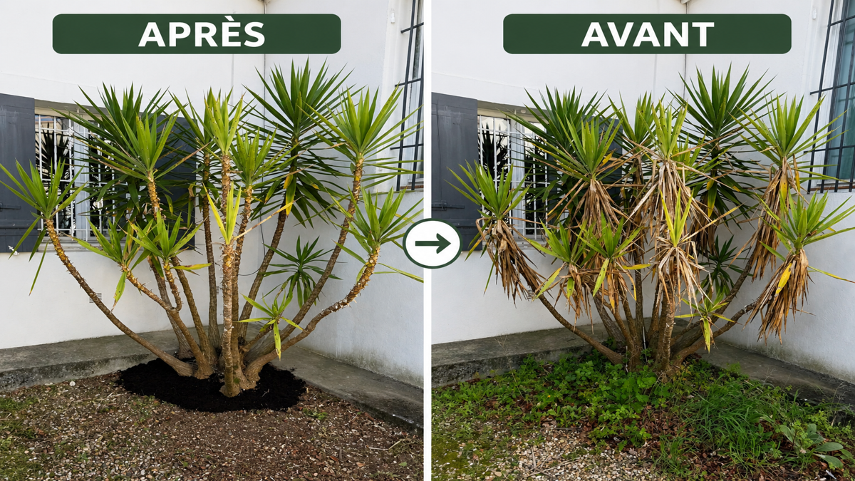 Avant/après remise en état de jardin à Pessac par VITNET