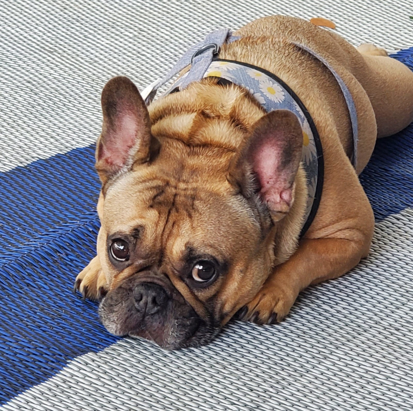 Lulu the tan and white French Bulldog in a blue harness