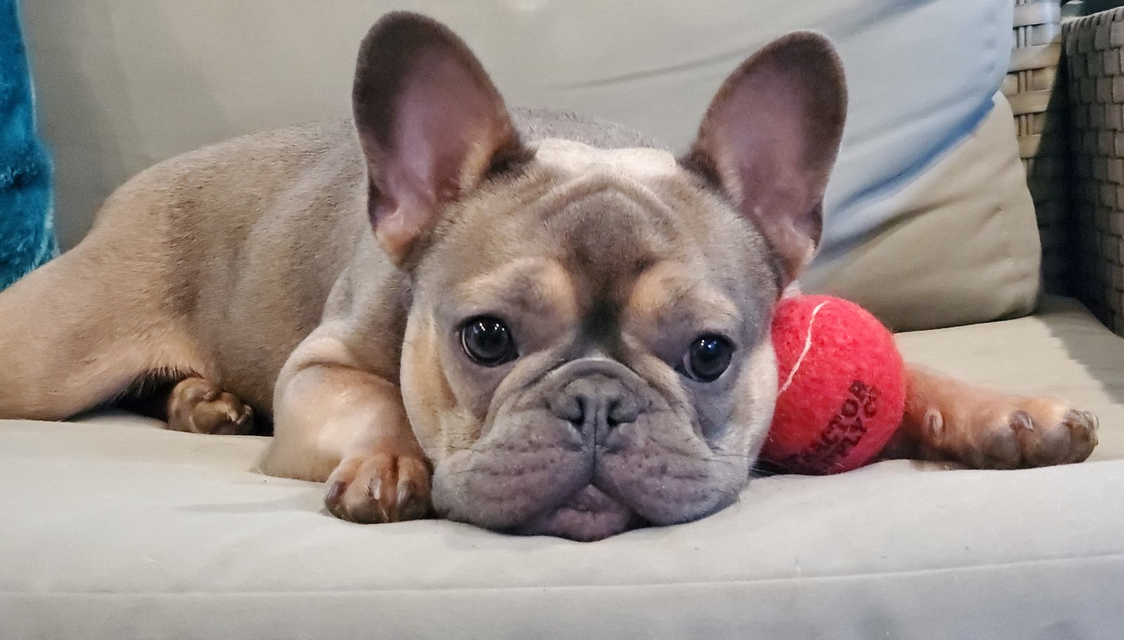 Henry the cream-colored French Bulldog with a red toy