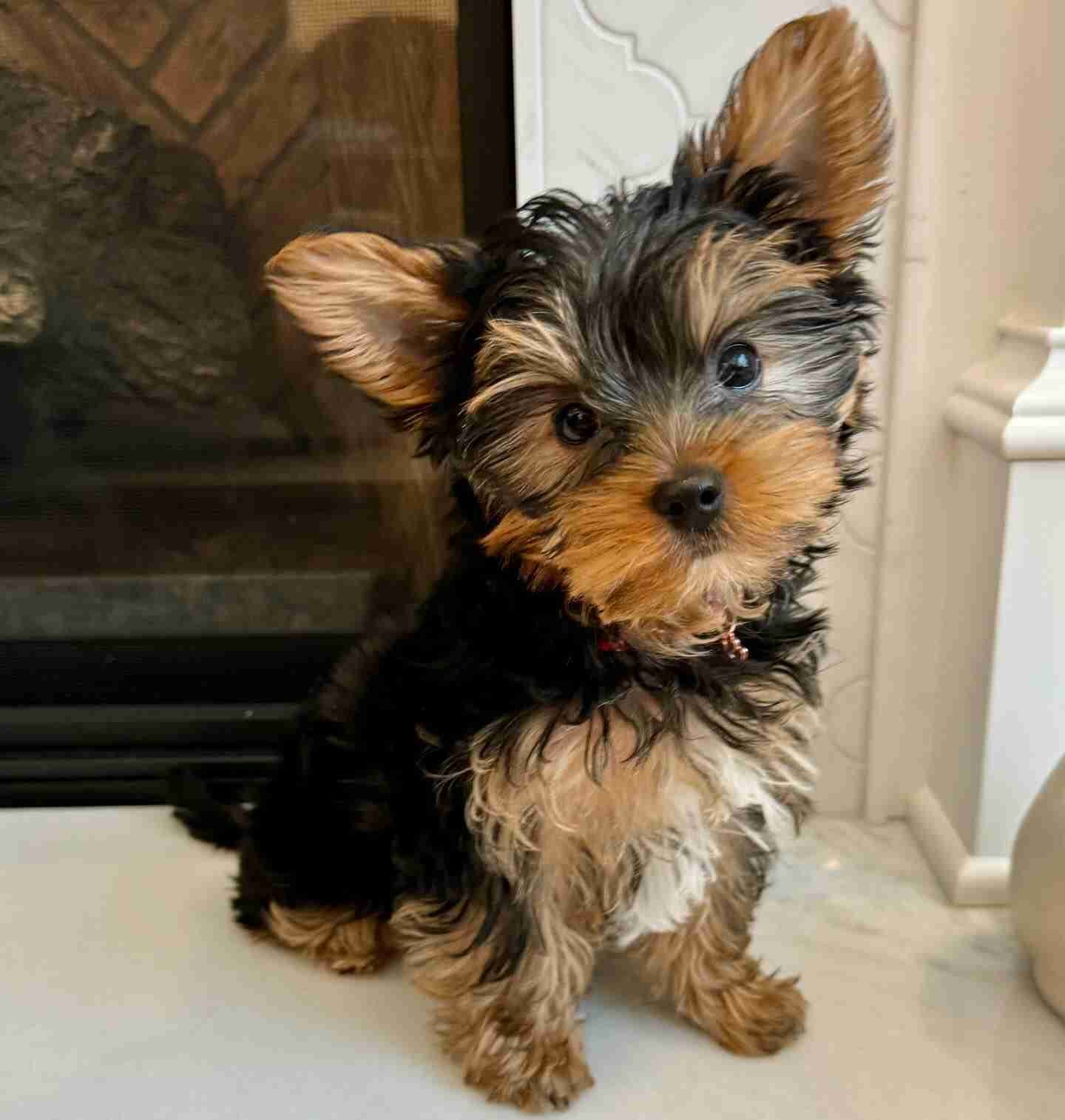 Yorkie Rooter Charizma Yorkshire Terriers | Premium Yorkie Breeder