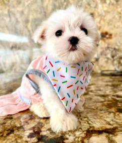Bichón Maltés cachorro 3