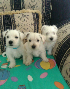 Cachorro West Highland Terrier 5