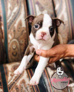 Boston Terrier cachorro 1