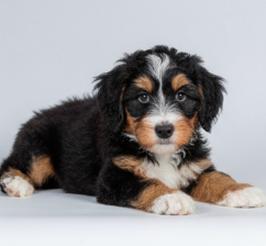 Cachorro Bernedoodle tricolor en una manta