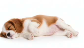 Cachorro Cavalier King Charles Spaniel durmiendo plácidamente