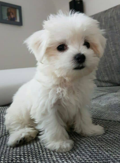 Bichón Maltés cachorro 5