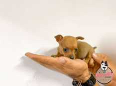 Pincher Miniatura cachorro 5