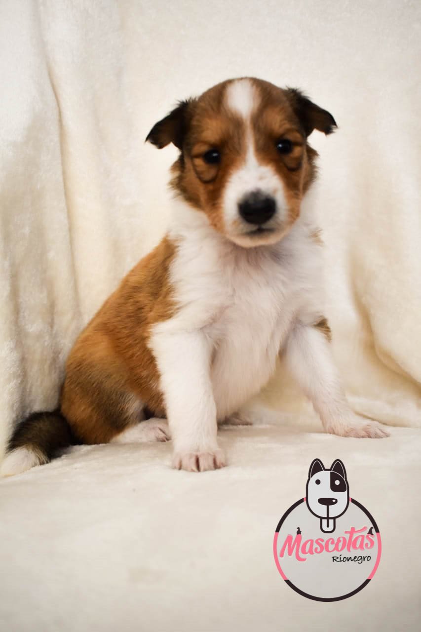 Pastor Collie cachorro 5