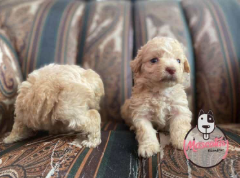 Cachorro French Poodle Mini Toy 4