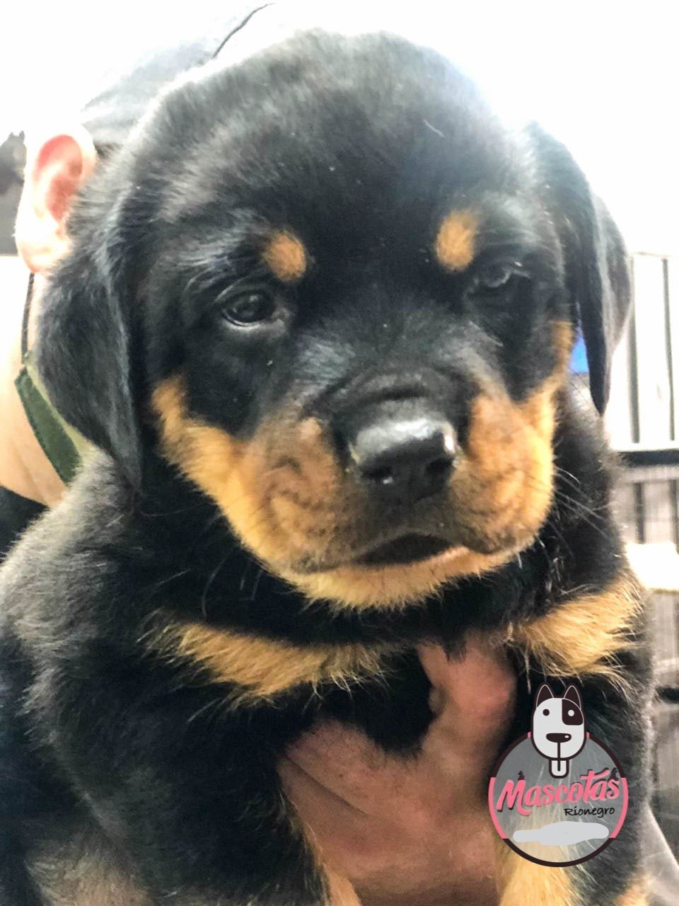Rottweiler cachorro 5
