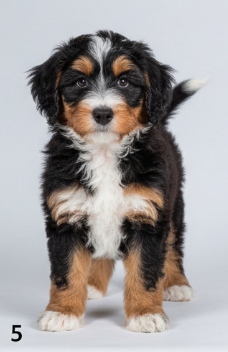 Cachorro Bernedoodle blanco y negro con collar