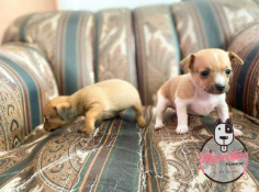 Pincher Miniatura cachorro 3