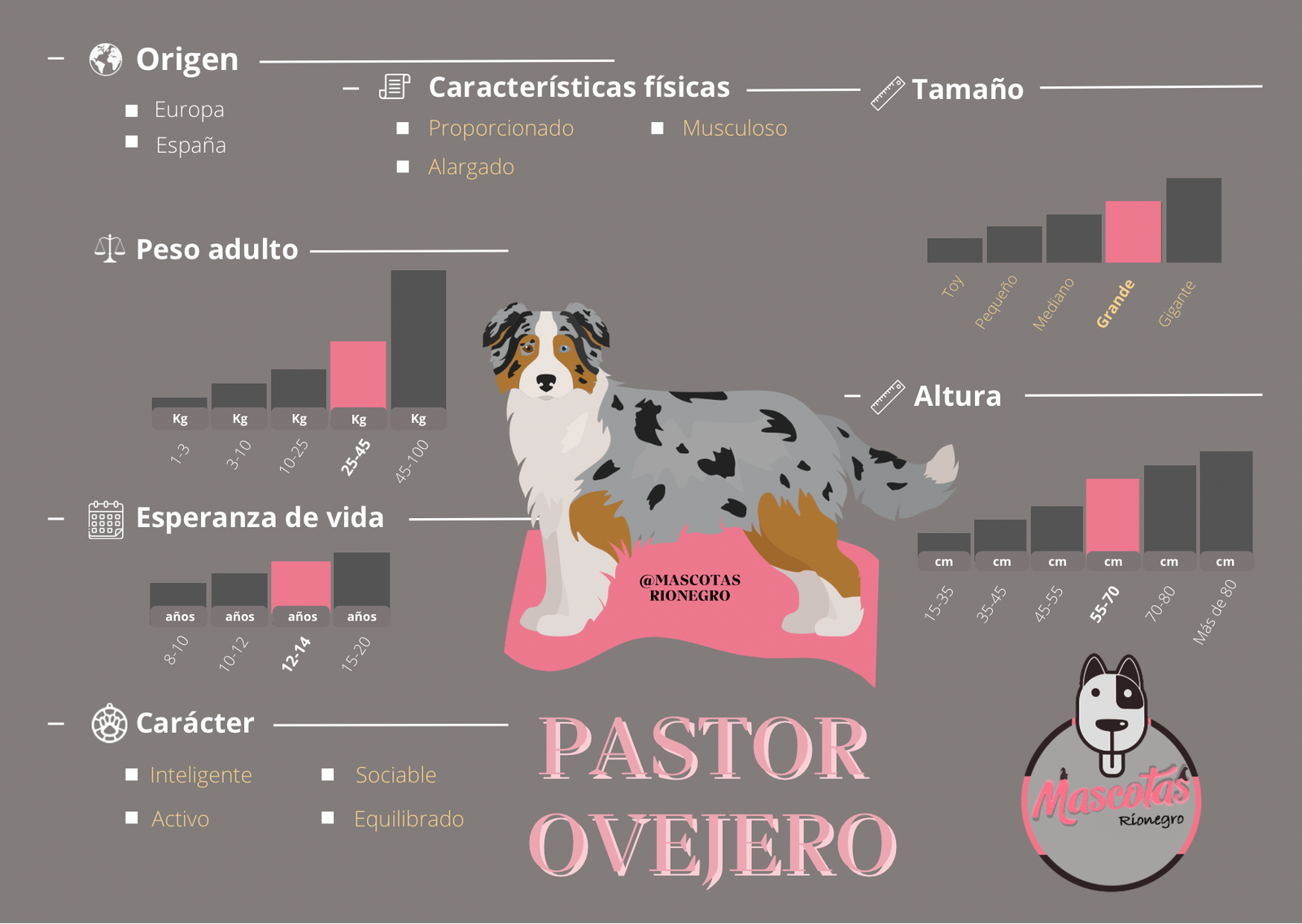 Pastor Ovejero Australiano