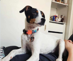 Cachorro Fox Terrier 1