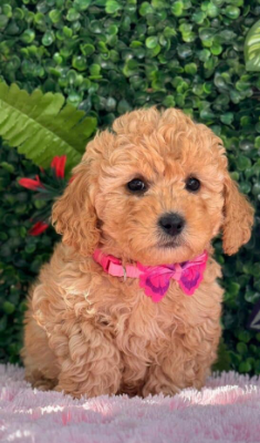 Cachorro Goldendoodle color albaricoque con un corbatín rosa