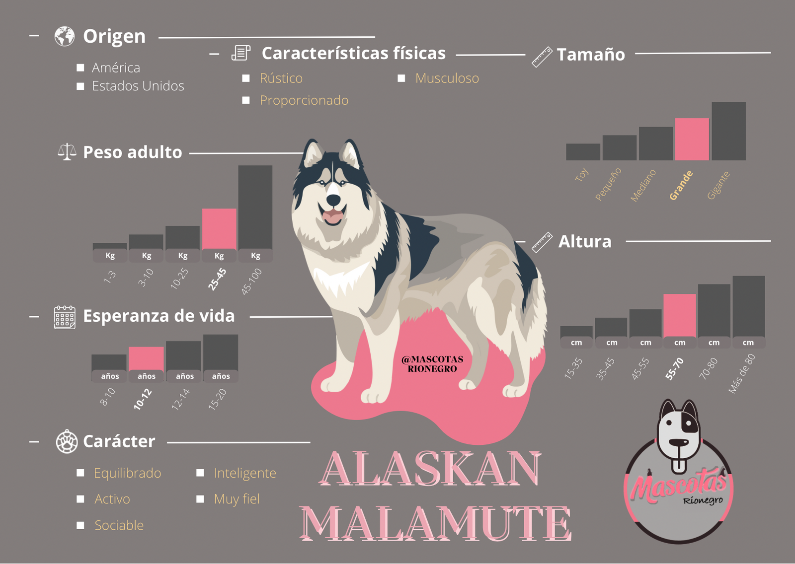 Alaska Malamute