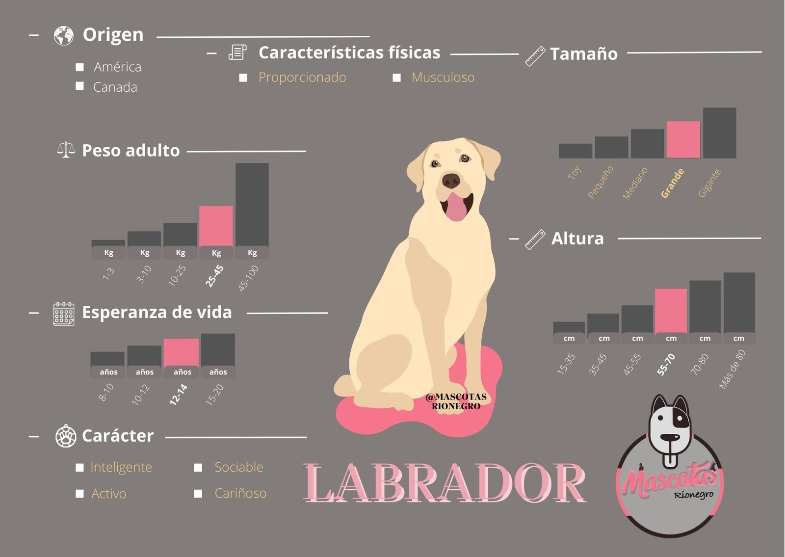 Labrador Retriever