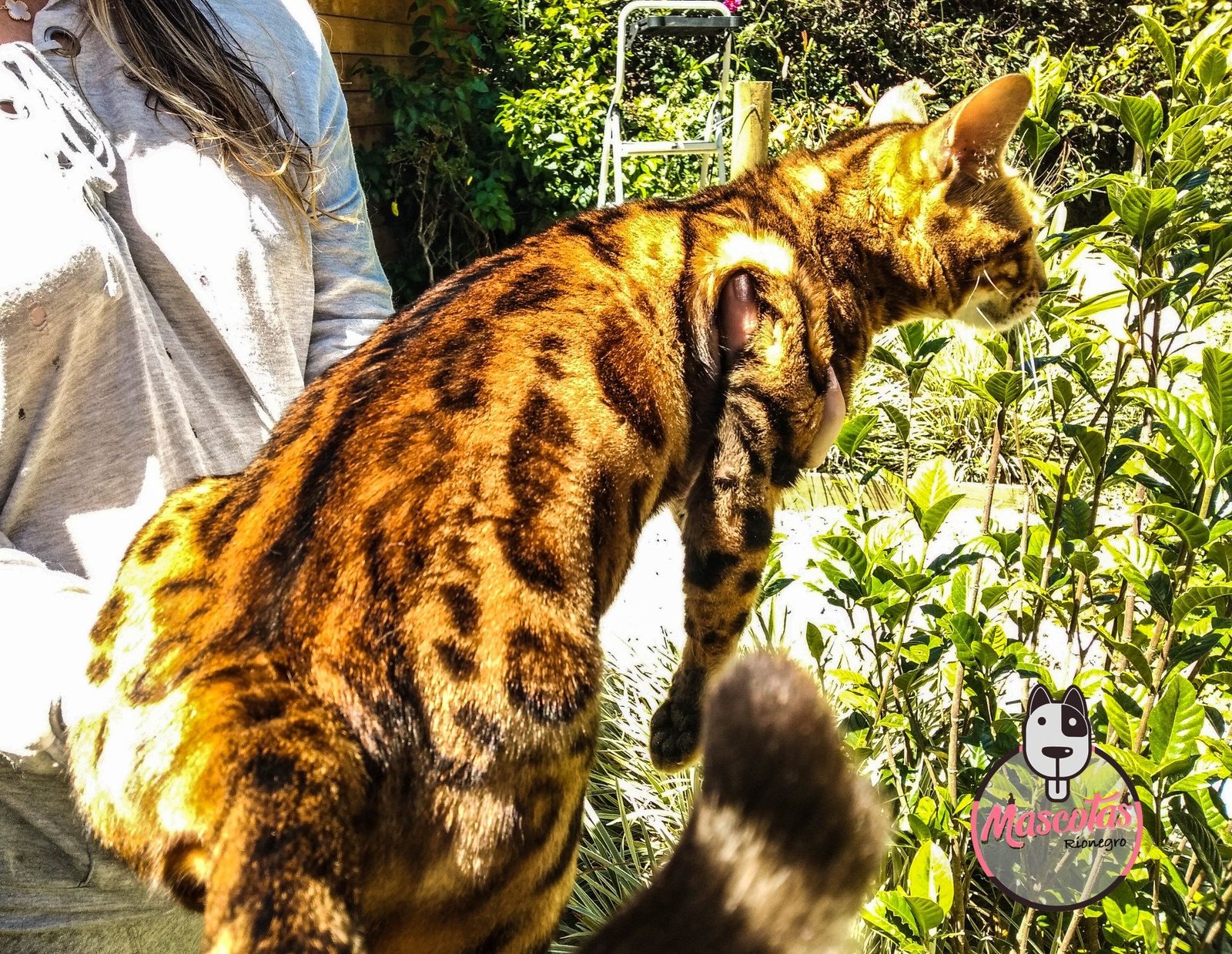 Gato Bengalí cachorro 2