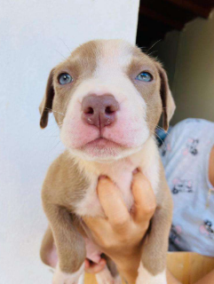Cachorro Pitbull blue en brazos