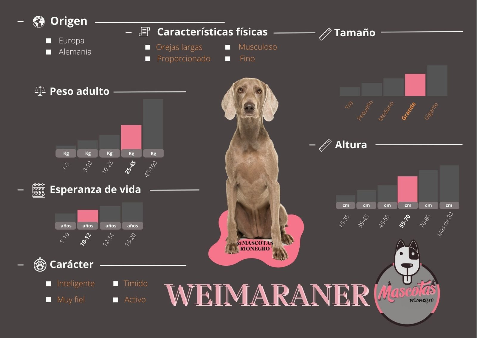 Weimaraner
