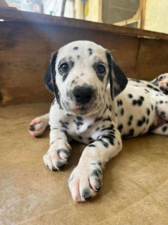 Dálmata cachorro 2