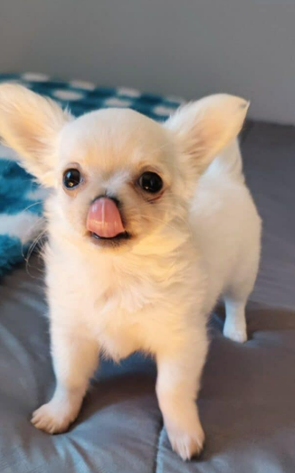 Chihuahua Pelo Largo cachorro 2