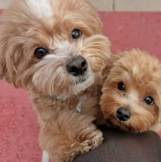 Cachorro Maltipoo 4