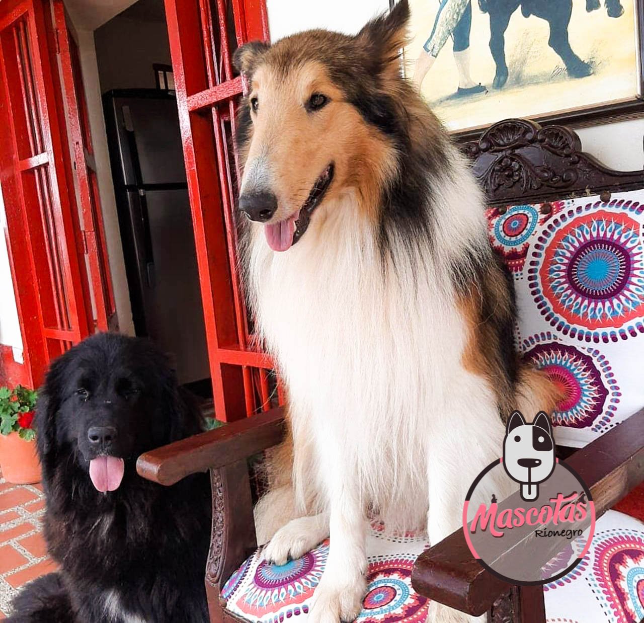 Pastor Collie cachorro 2