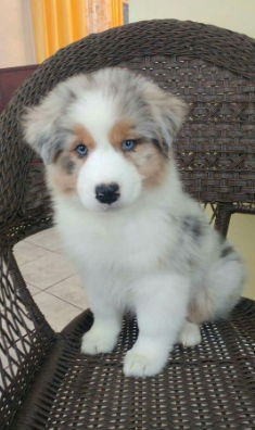 Cachorro Pastor Ovejero Australiano blue merle en una silla