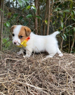 Cachorro Jack Russell Terrier 3