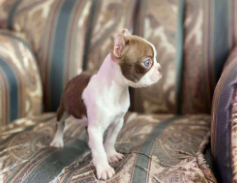 Boston Terrier cachorro 4