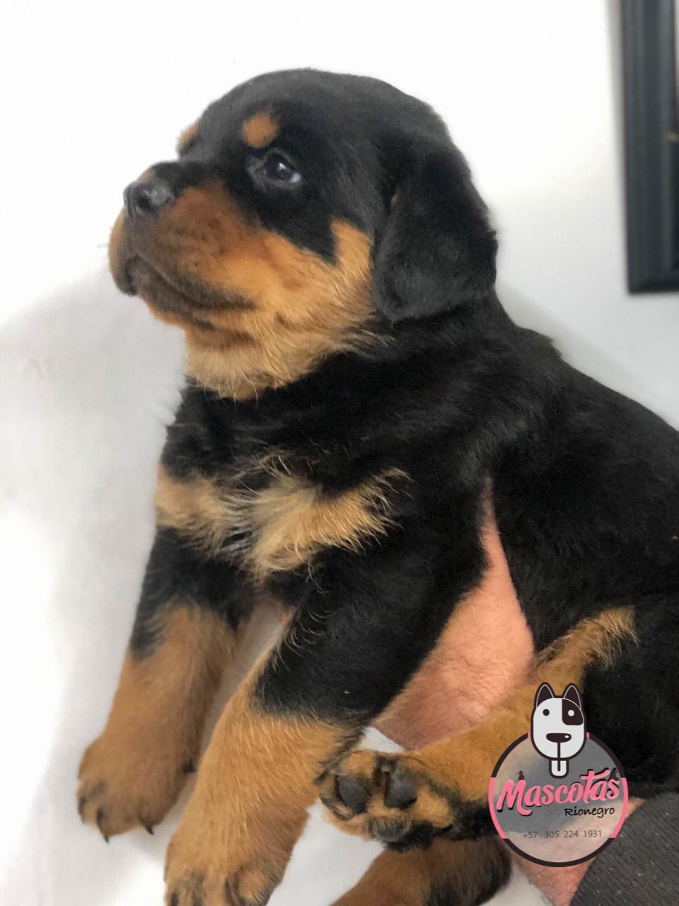 Rottweiler cachorro 2