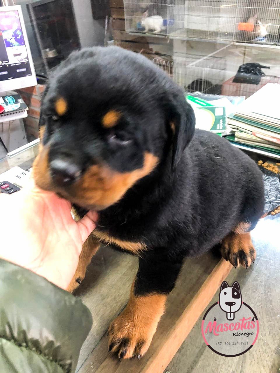 Rottweiler cachorro 8