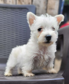 Cachorro West Highland Terrier 1