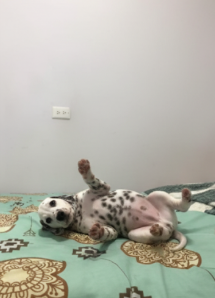 Dálmata cachorro 5