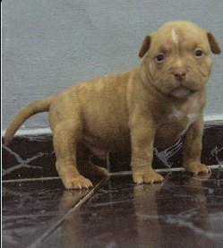 Cachorro American Bully de perfil