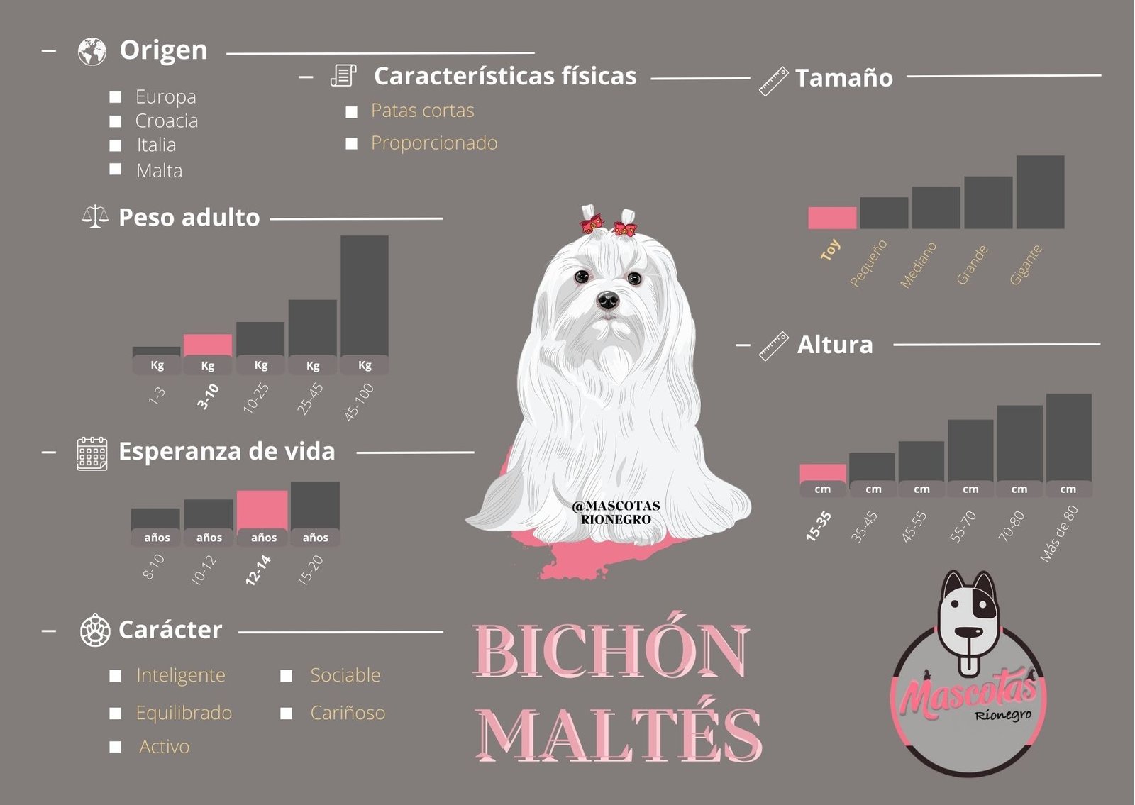 Bichón Maltés