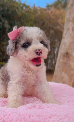 Cachorro Goldendoodle blanco y gris con un lazo rosa