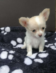 Chihuahua Pelo Largo cachorro 5