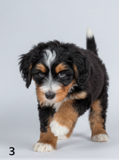Cachorro Bernedoodle negro con lazo rosa