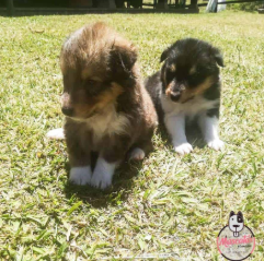 Dos cachorros Pastor de Shetland en el césped