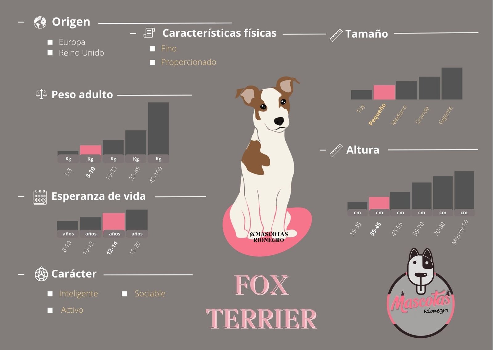 Fox Terrier