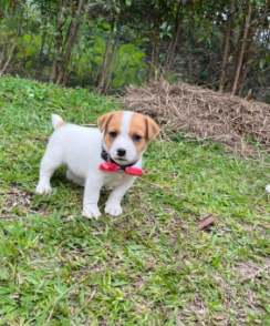 Cachorro Jack Russell Terrier 2