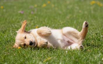 Golden Retriever cachorro 4