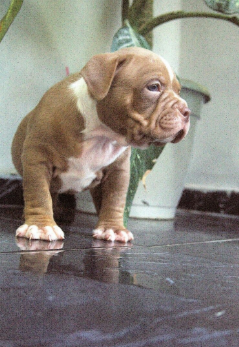 Cachorro American Bully musculoso en primer plano