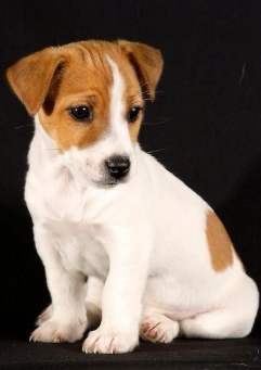 Cachorro Fox Terrier 5