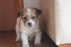 Cachorro Jack Russell Terrier 6
