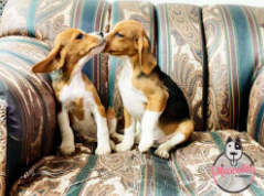 Dos cachorros Beagle dándose un beso